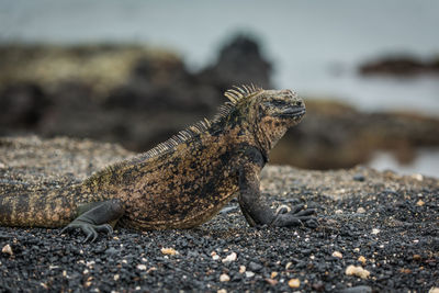 Marine iguana at beach