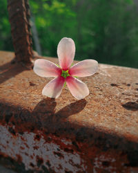 Close-up of pink flowering plant