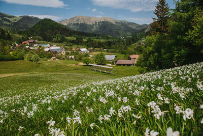 Scenic view of grassy field by houses and mountains