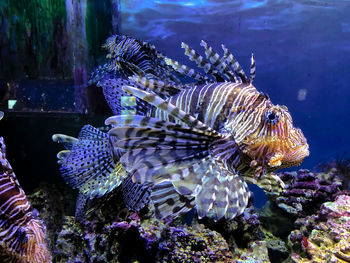 Close-up of fish swimming in sea