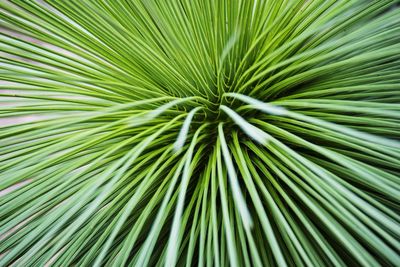 Full frame shot of palm tree