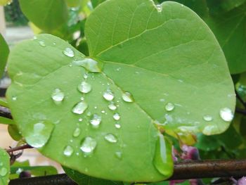 Close-up of leaves