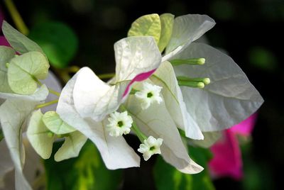 Close-up of flowers blooming outdoors