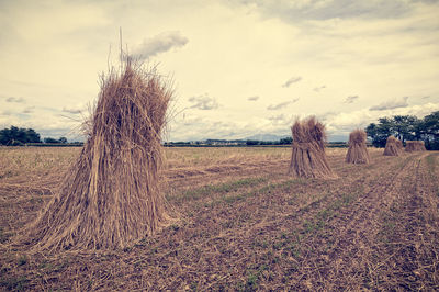 Trees on field against sky