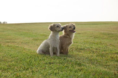 Sheep grazing on grassy field