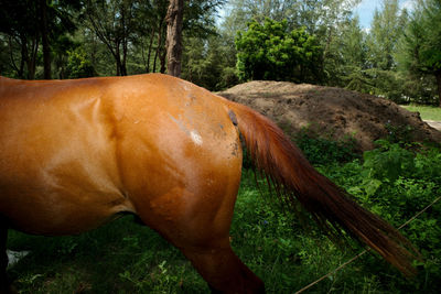 View of a horse on field