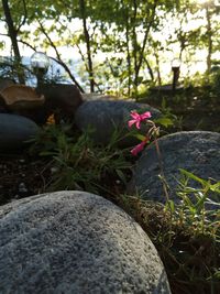 Close-up of flowering plants by rocks on field
