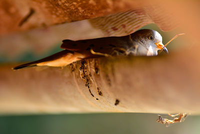 Close-up of a bird