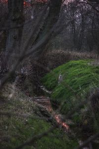 View of a forest