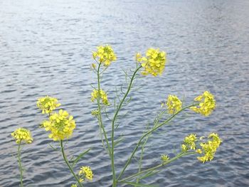 Close-up of flowers in lake