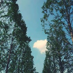 Low angle view of trees against sky