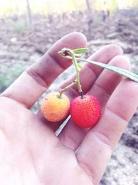 Close-up of hand holding fruits