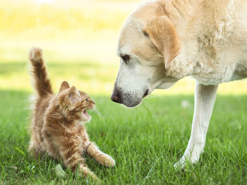 Close-up of kitten meowing by labrador retriever on grassy field