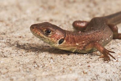 Close-up of lizard on sand