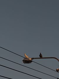 Low angle view of birds perching on cable against clear sky