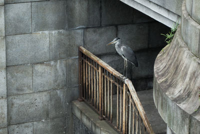 Bird perching on brick wall