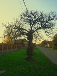 Tree on field against sky during sunset