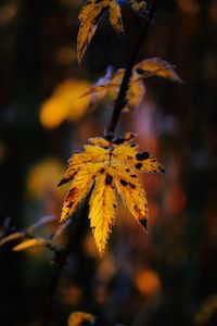 Close-up of yellow maple leaves against blurred background