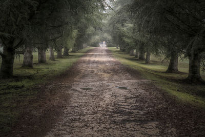 Dirt road amidst trees
