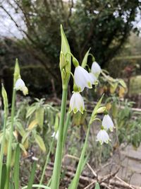 Close-up of white flowering plant