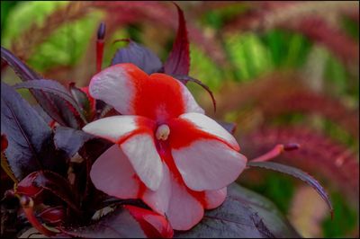 Close-up of red flowers