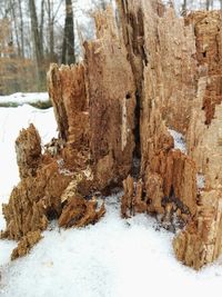 Snow covered trees in forest