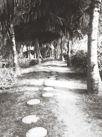 Narrow walkway along trees in the forest