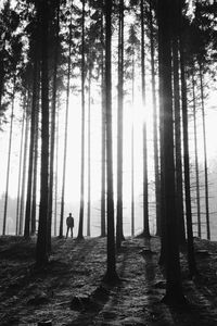 Sun shining through trees in forest