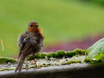 Close-up of bird,  fluffy robin perching on wood