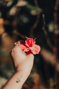 Close-up of hand holding red rose