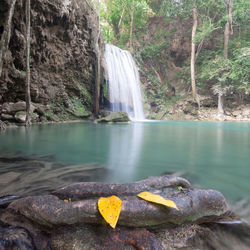 Scenic view of waterfall in forest