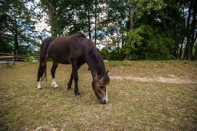 Horse grazing on field