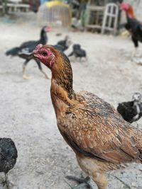 Close-up of rooster on footpath