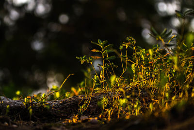 Close-up of fresh plants