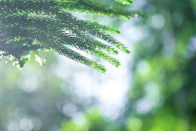 Low angle view of wet tree leaves