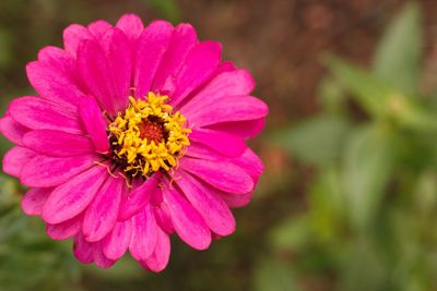 Close-up of pink flower