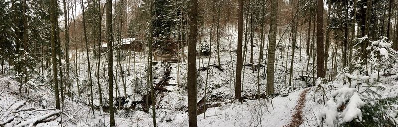Panoramic shot of frozen trees in forest