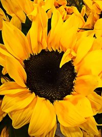 Close-up of sunflower