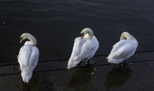 Swans socializing at the swan sanctuary on the banks of the river severn in worcester, uk