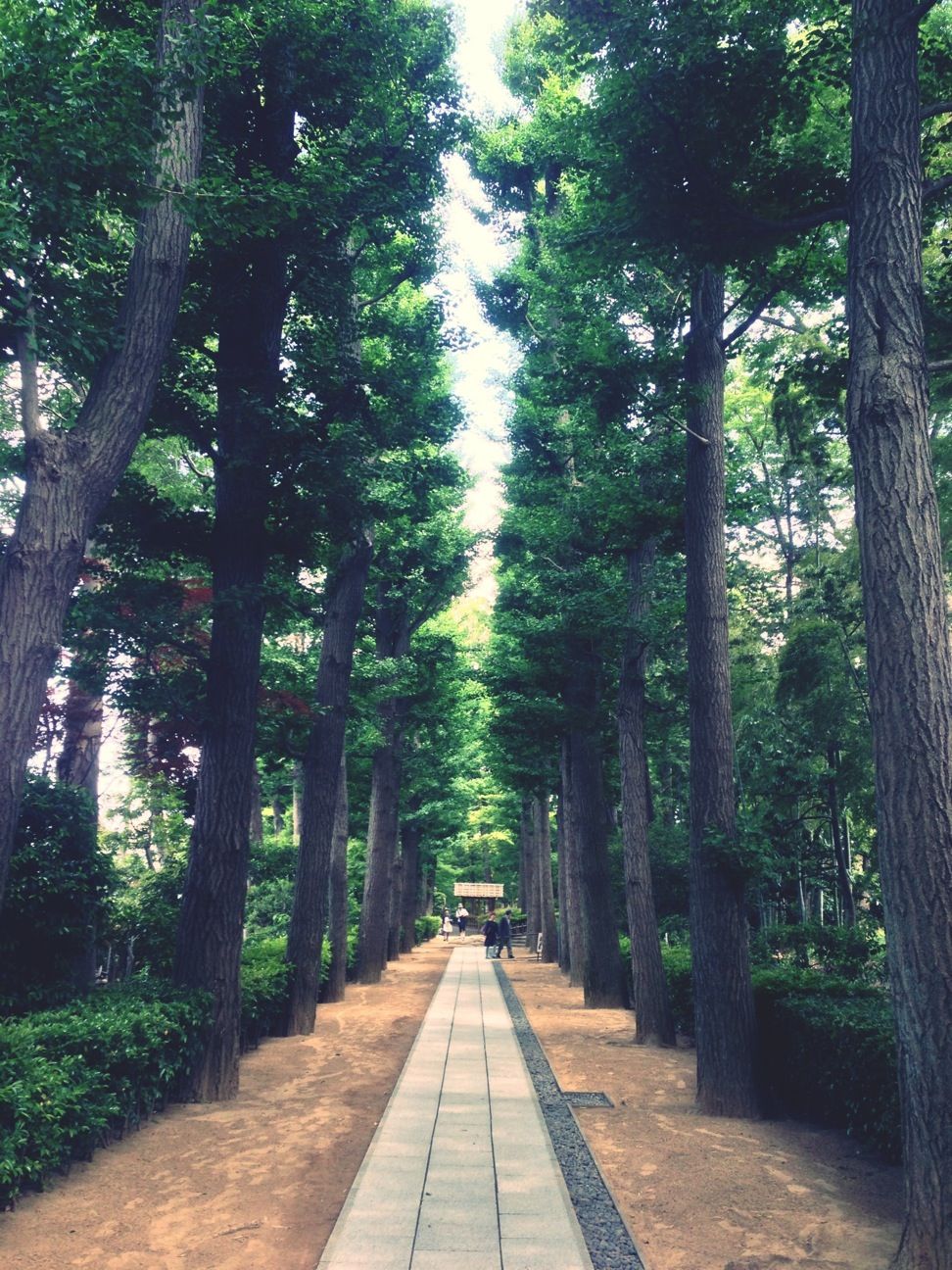 荻窪にこんな公園あるなんて知りませんでした。