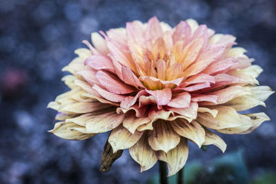 Close-up of pink flower blooming outdoors