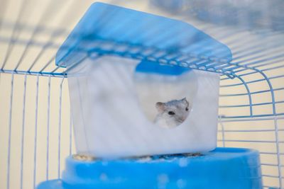 Close-up of a cat in cage