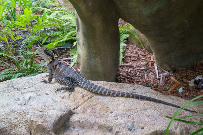 Close-up of lizard on tree trunk