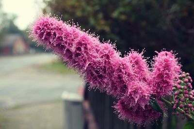 Close-up of purple flowers