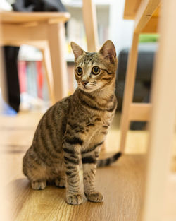 Portrait of cat sitting on table at home