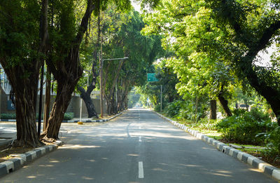 Empty road amidst trees in forest