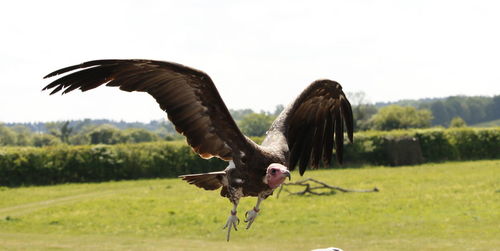 Close-up of eagle flying over field against clear sky