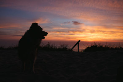 Silhouette dog on beach against sky during sunset