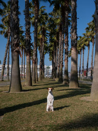 Dog standing in park