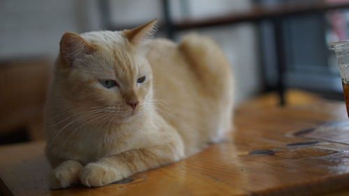 Close-up of a cat looking away